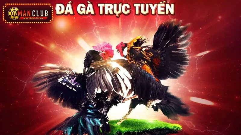 Luật chơi đá gà ManClub
